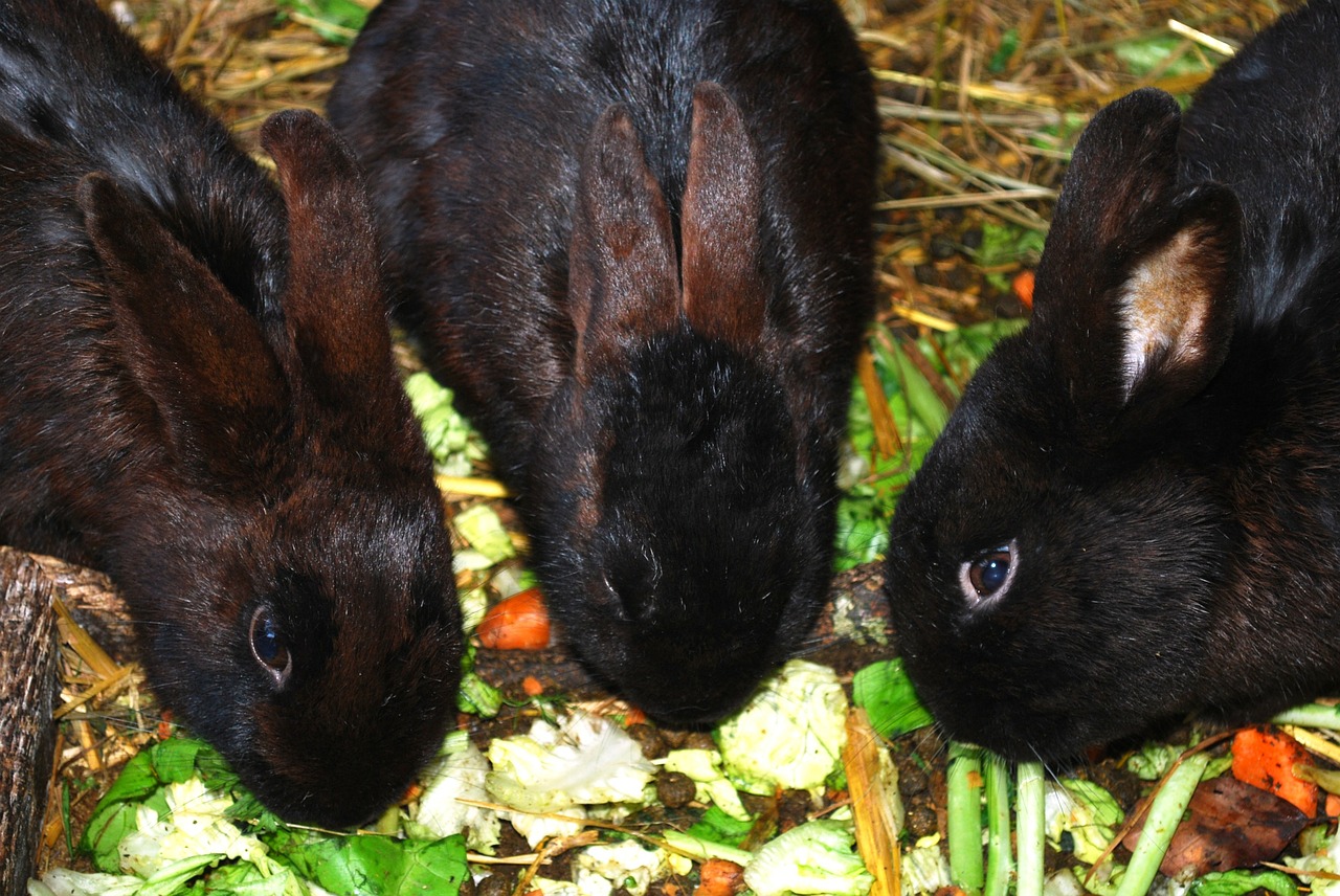 bunnies bunny rabbits free photo