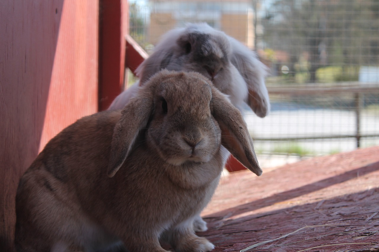 bunnies rabbits cute free photo