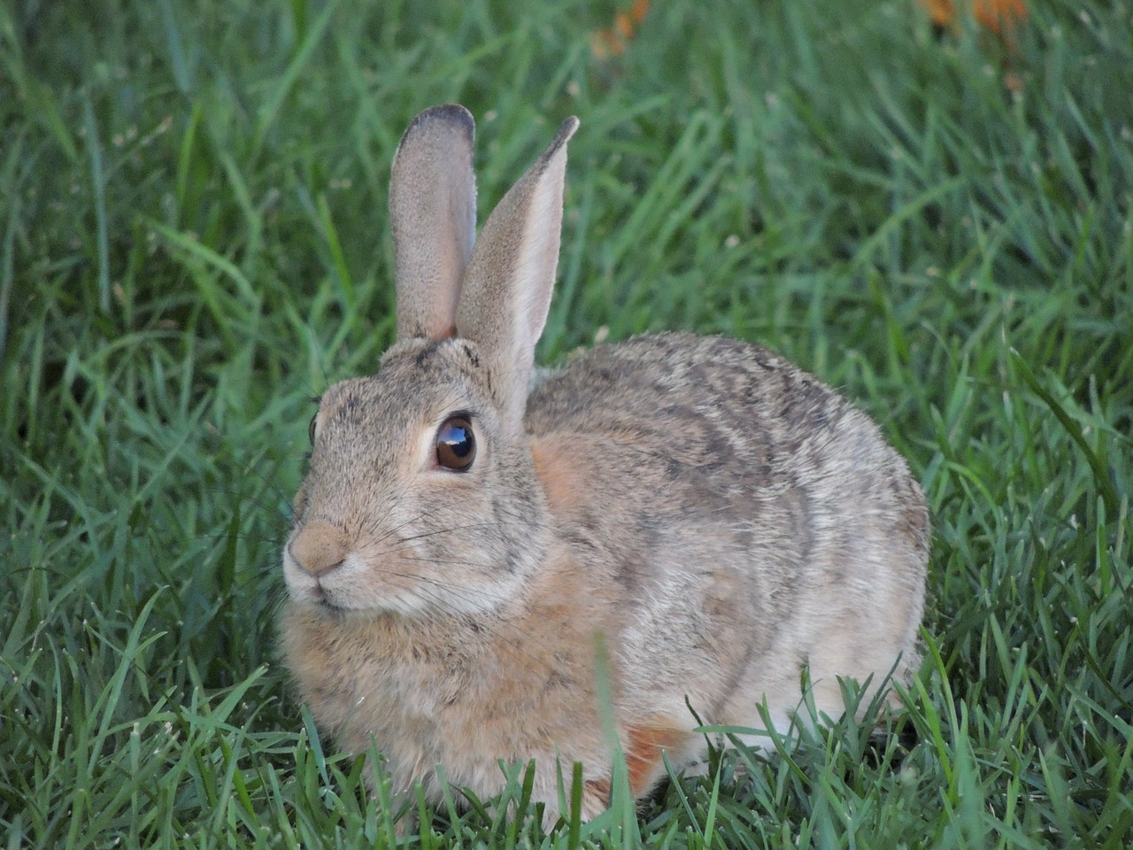 bunny rabbit grass free photo