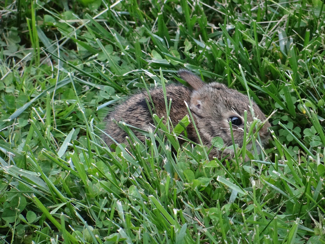 bunny rabbit easter free photo