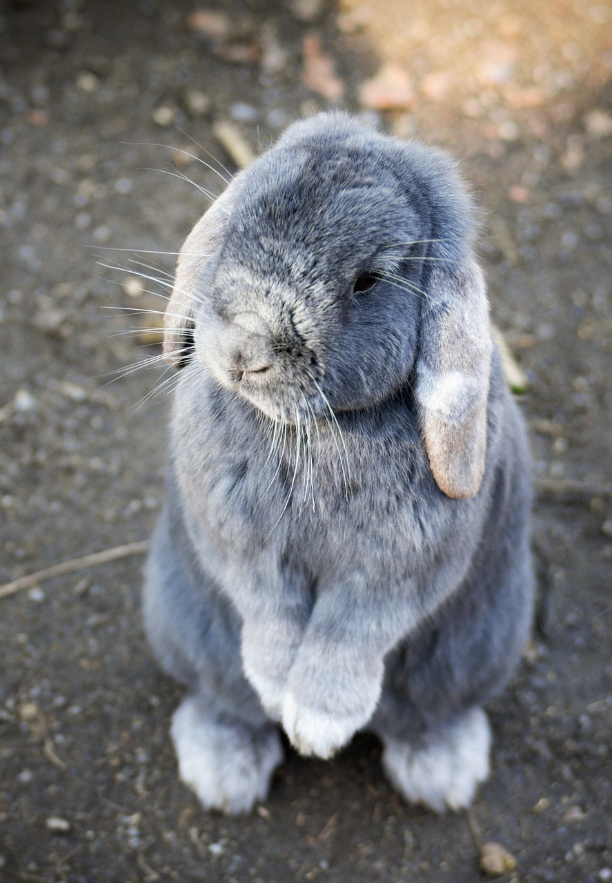 bunny rabbit animal free photo