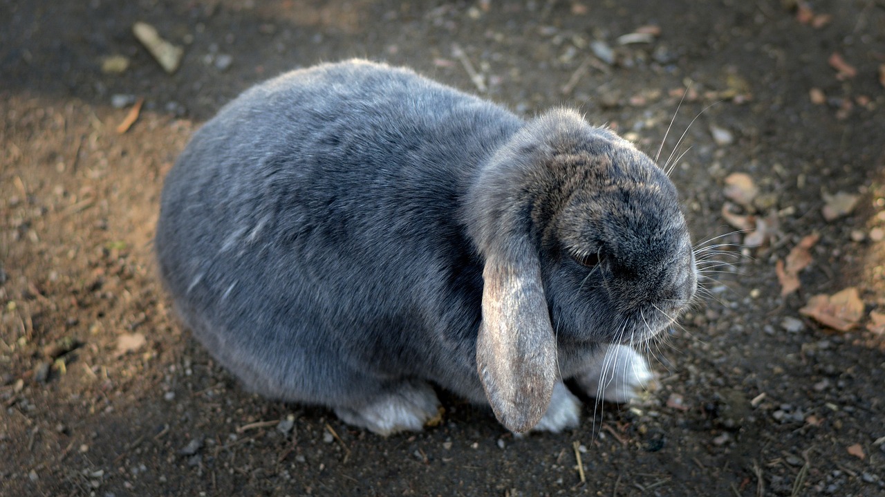 bunny rabbit animal free photo