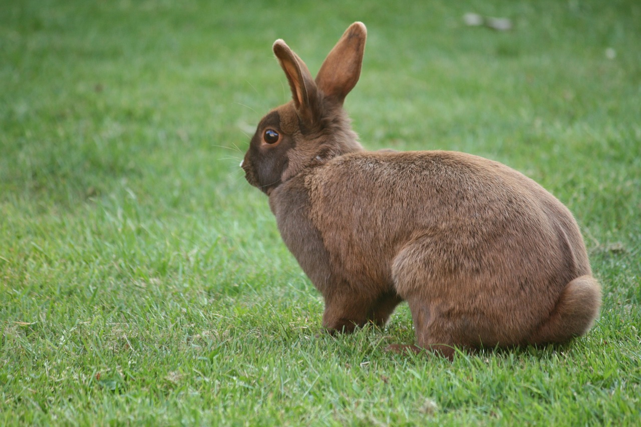 bunny rabbit pet free photo