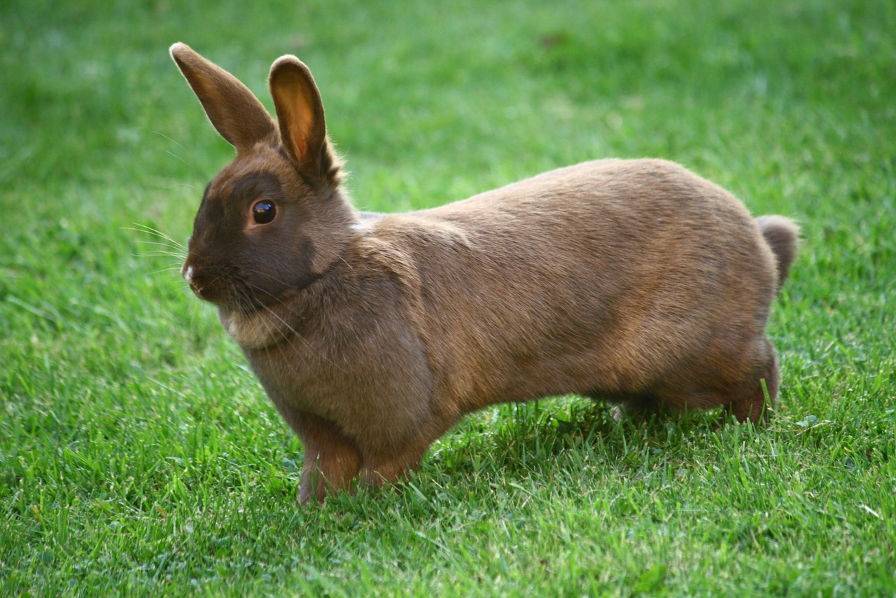 bunny rabbit pet free photo