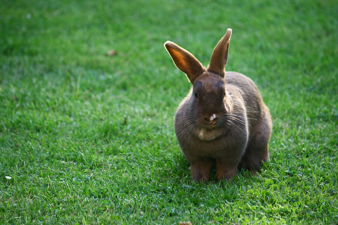 bunny rabbit pet free photo