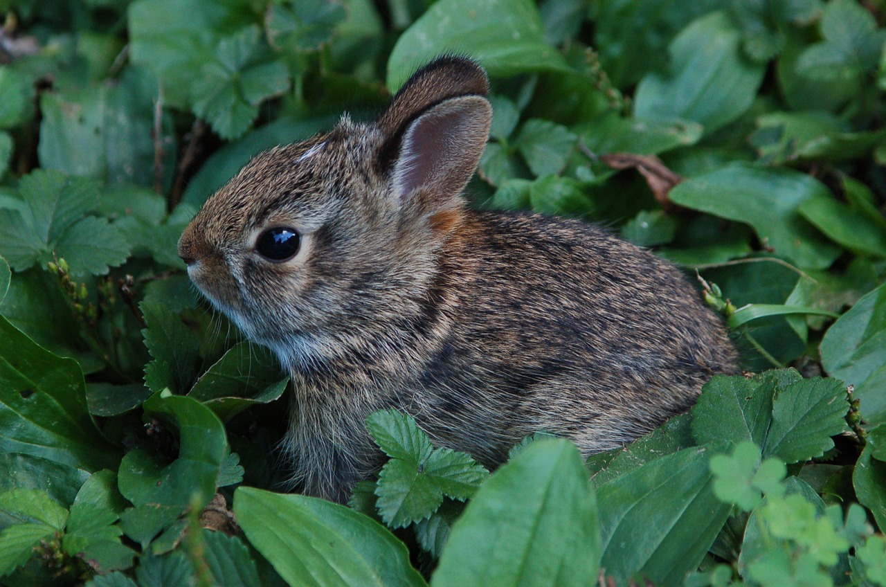 bunny rabbit cute free photo