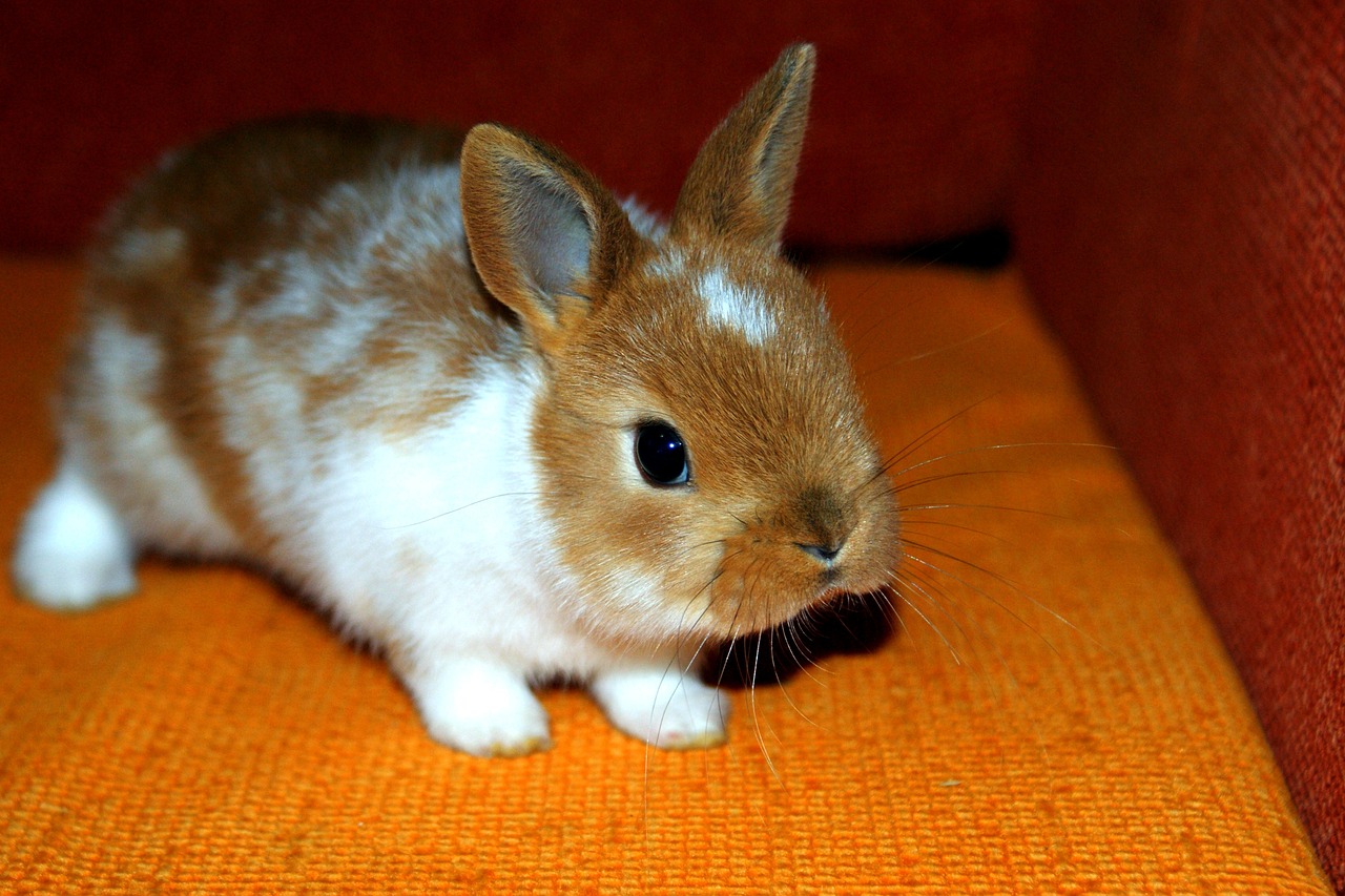 bunny decorative home free photo