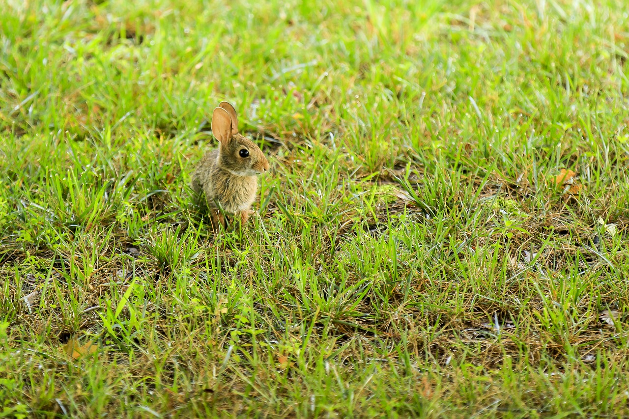 bunny rabbit nature free photo