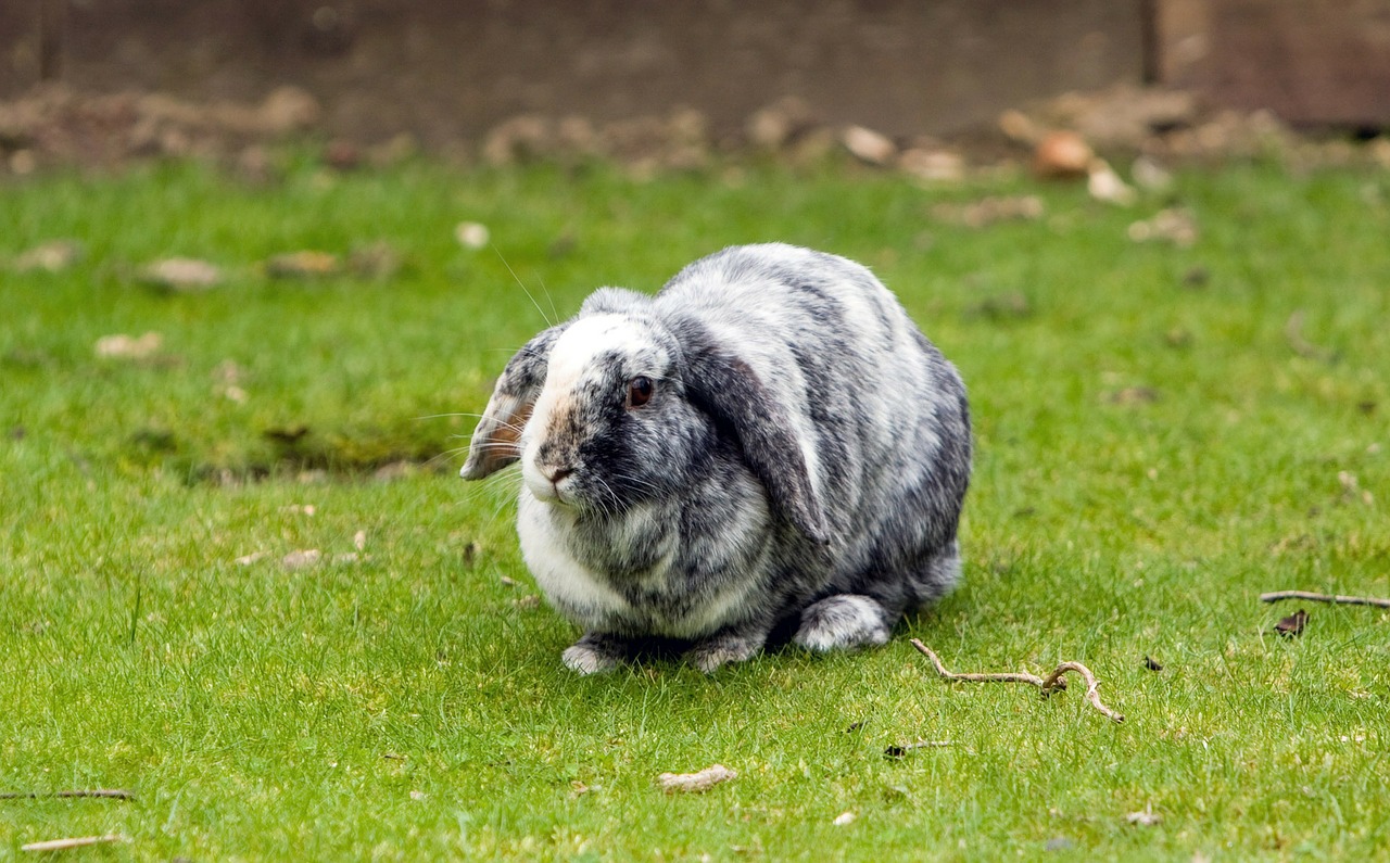 bunny rabbit pet free photo