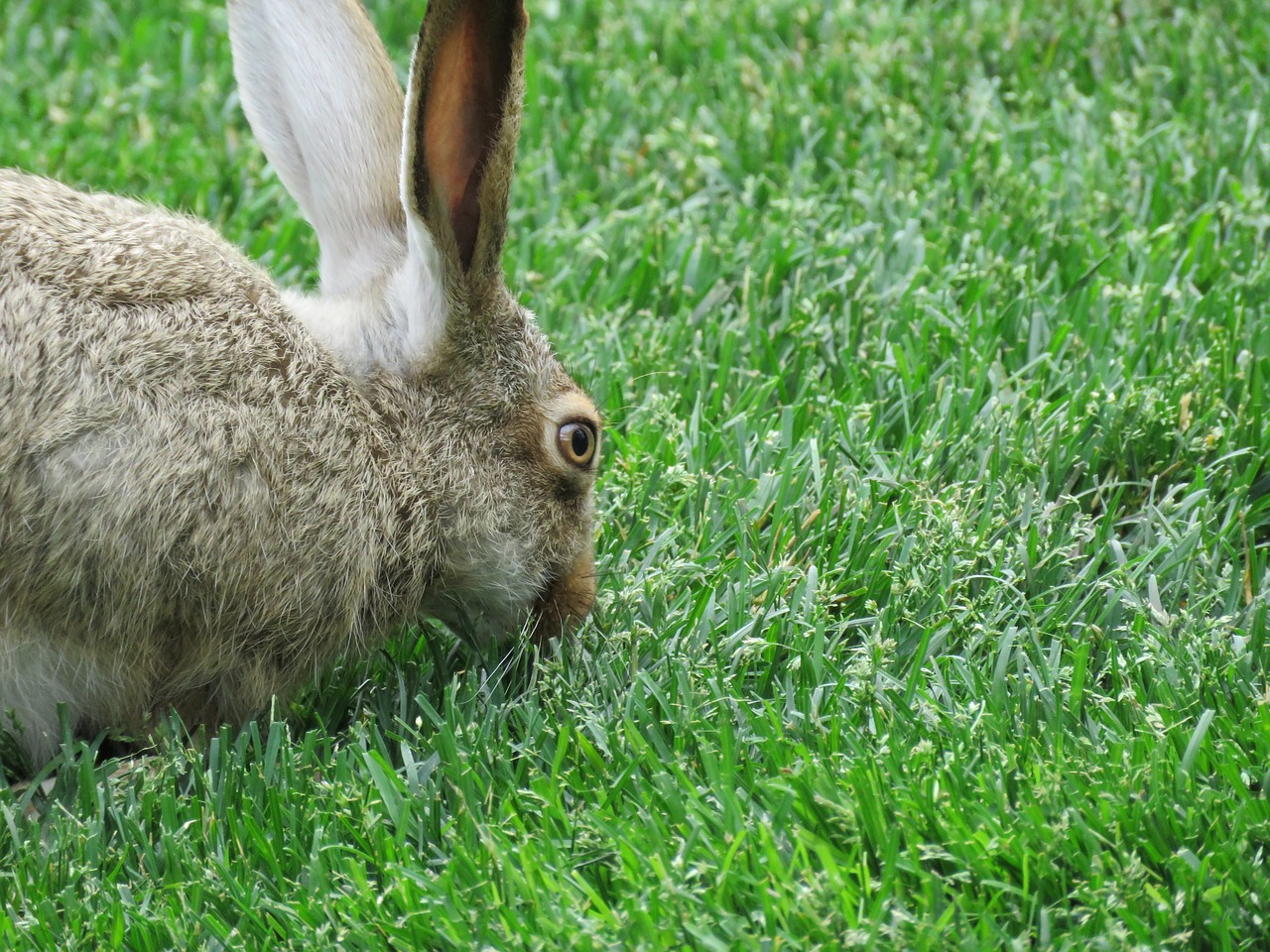 bunny rabbit hare free photo