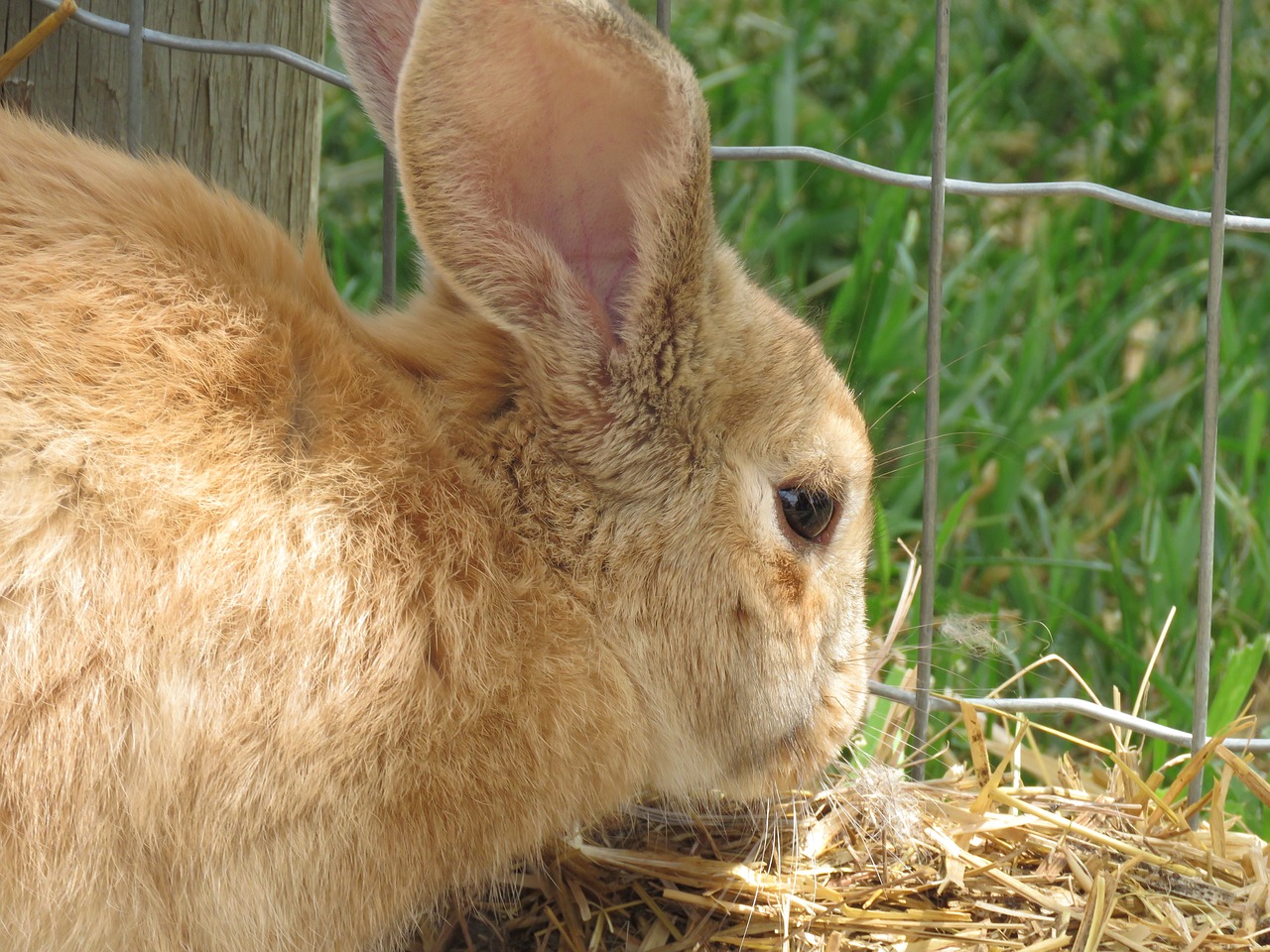 bunny rabbit cute free photo