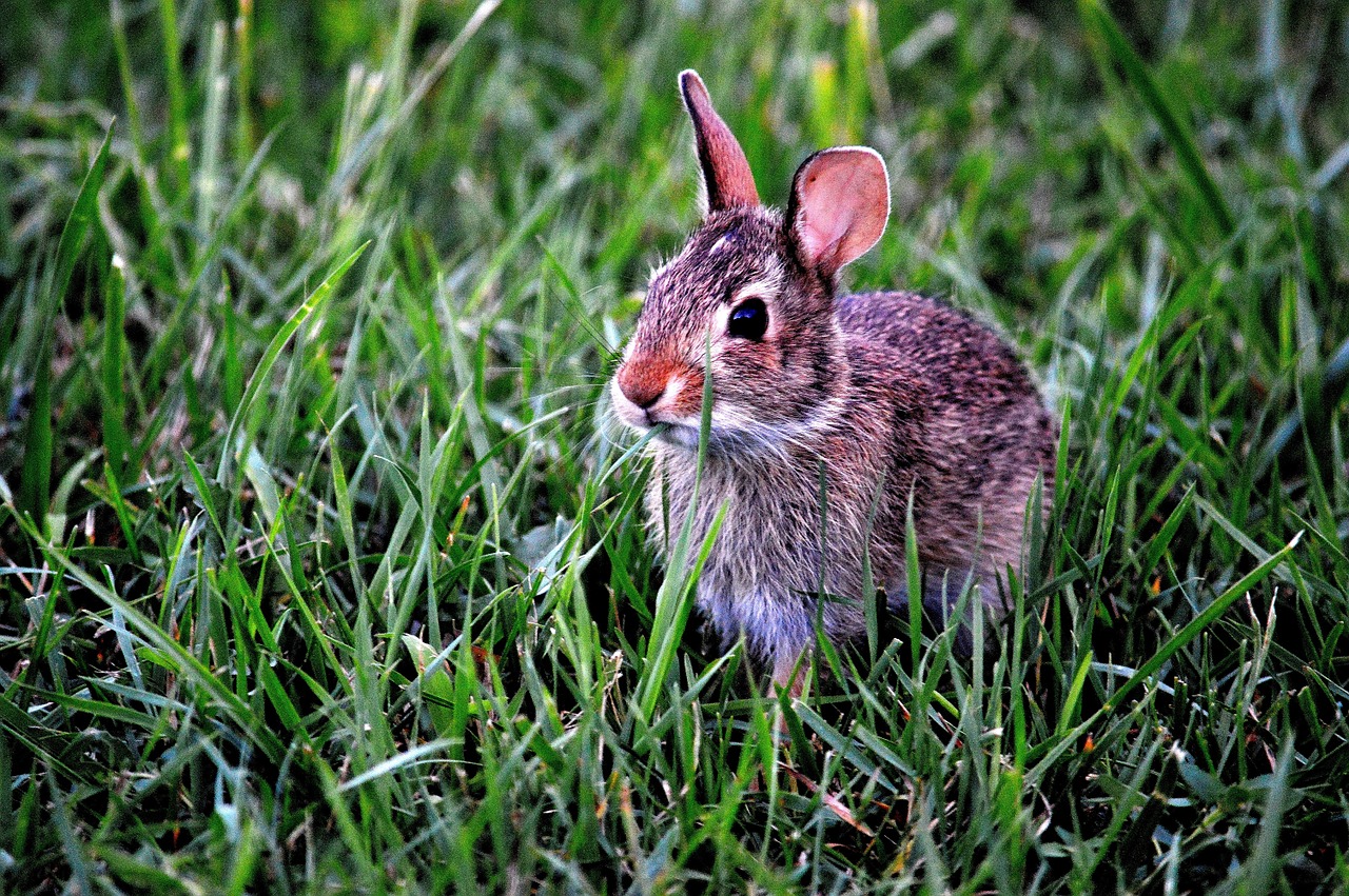 bunny rabbit mammal free photo