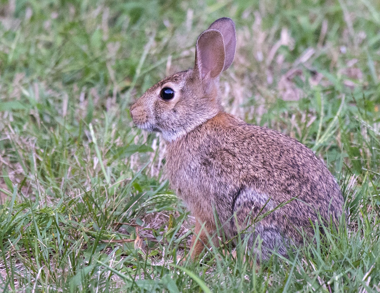 bunny easter cottontail free photo
