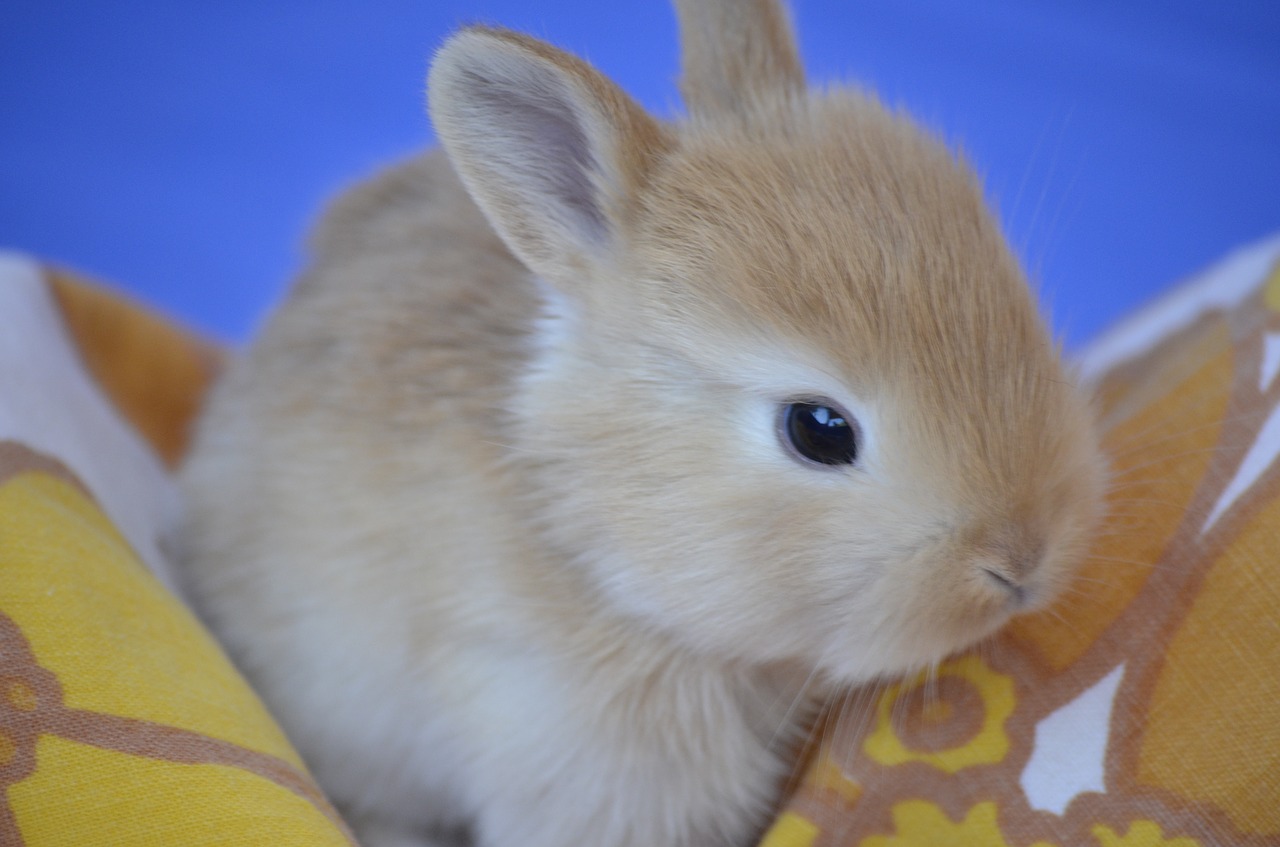 bunny sweet rabbit free photo