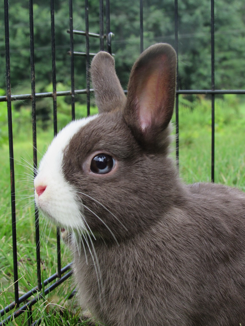 bunny rabbit netherlands dwarf free photo