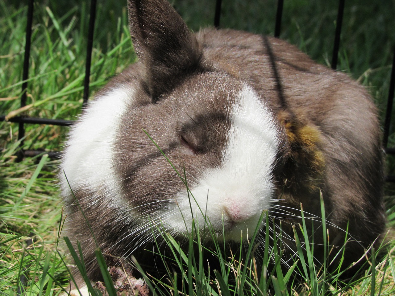 bunny rabbit netherlands dwarf free photo