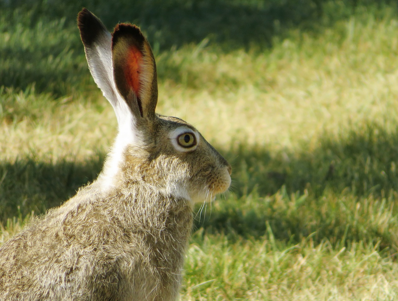 bunny hare rabbit free photo