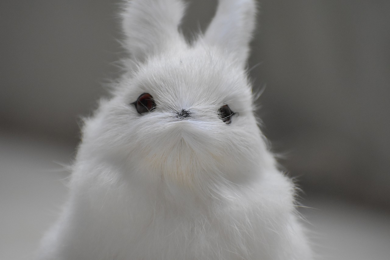 bunny rabbit softness free photo