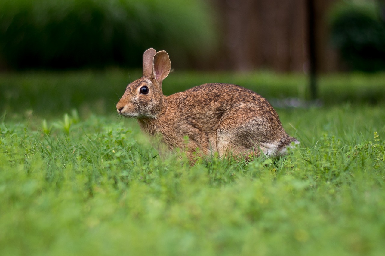 bunny rabbit outside free photo