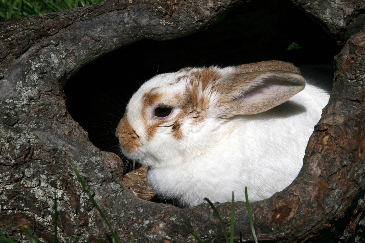 bunny rabbit log free photo