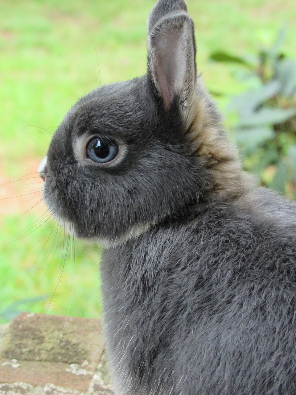 bunny rabbit netherland free photo
