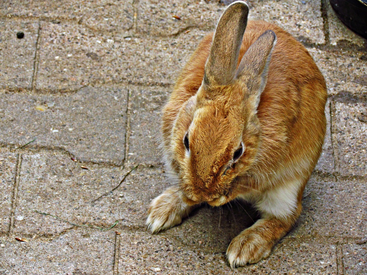 bunny rabbit animal free photo