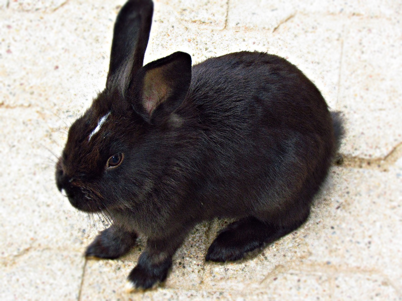 bunny rabbit animal free photo