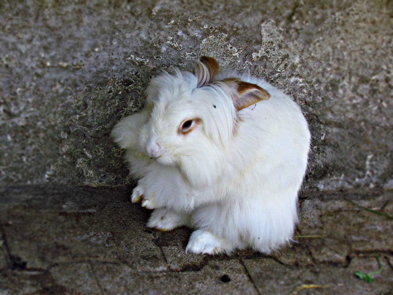 bunny rabbit angora free photo