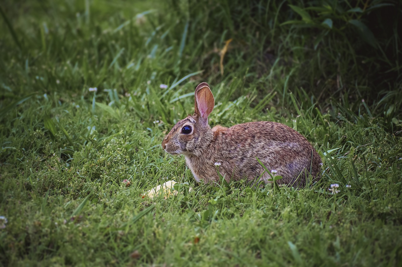 bunny rabbit mammal free photo