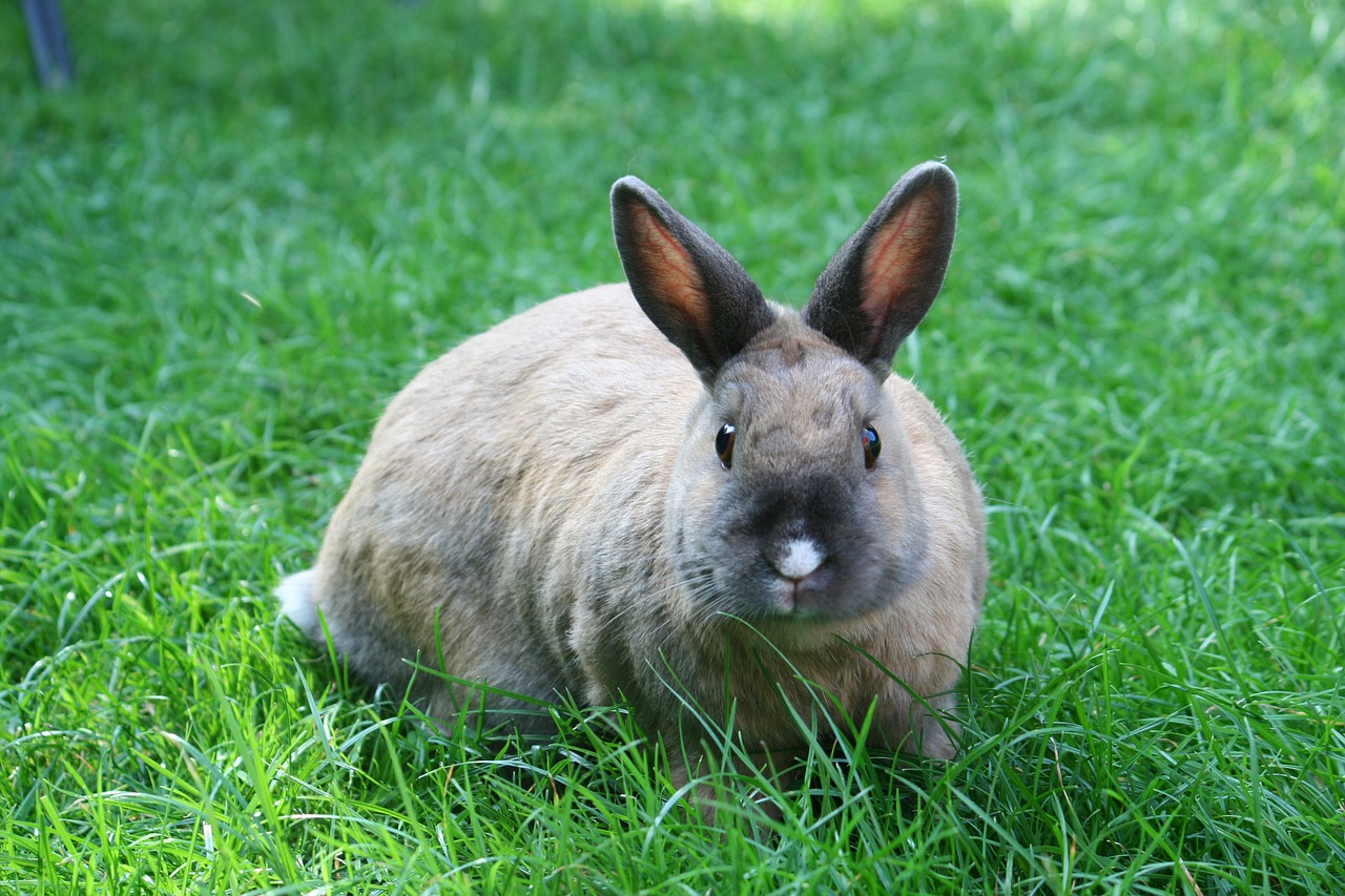 bunny lawn besame free photo
