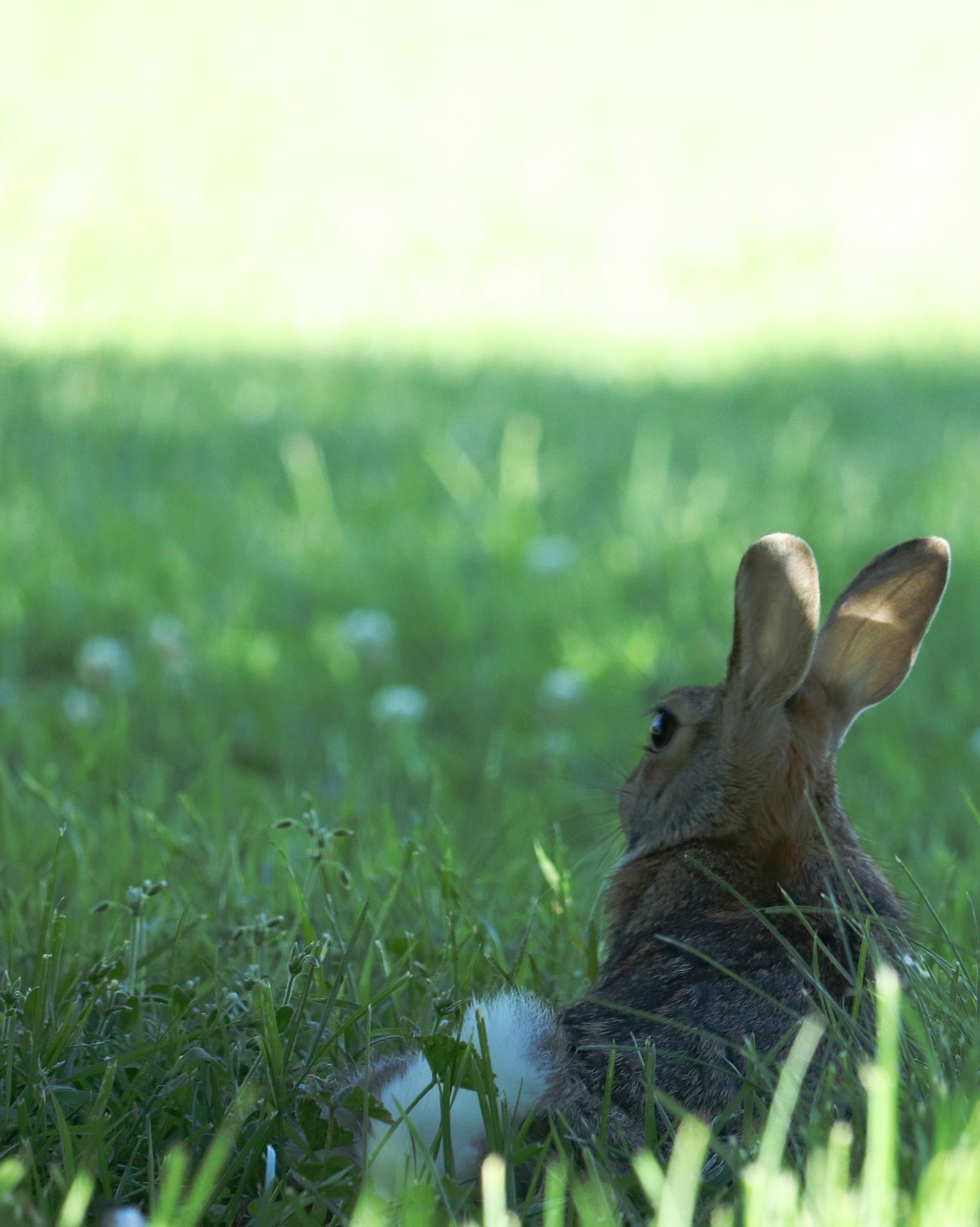 bunny  rabbit  easter free photo