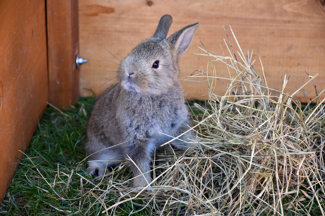 bunny  pet  rabbit free photo