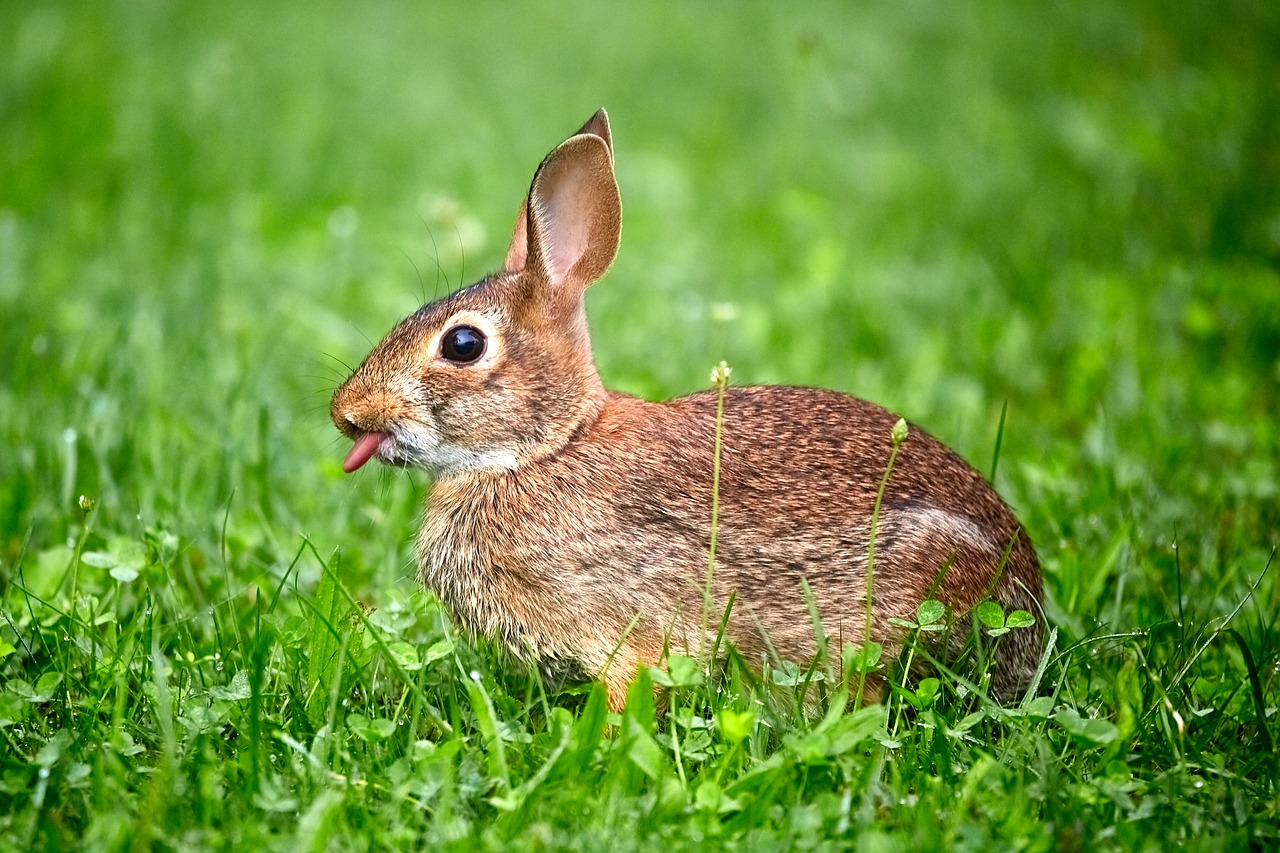 bunny  tongue  funny free photo