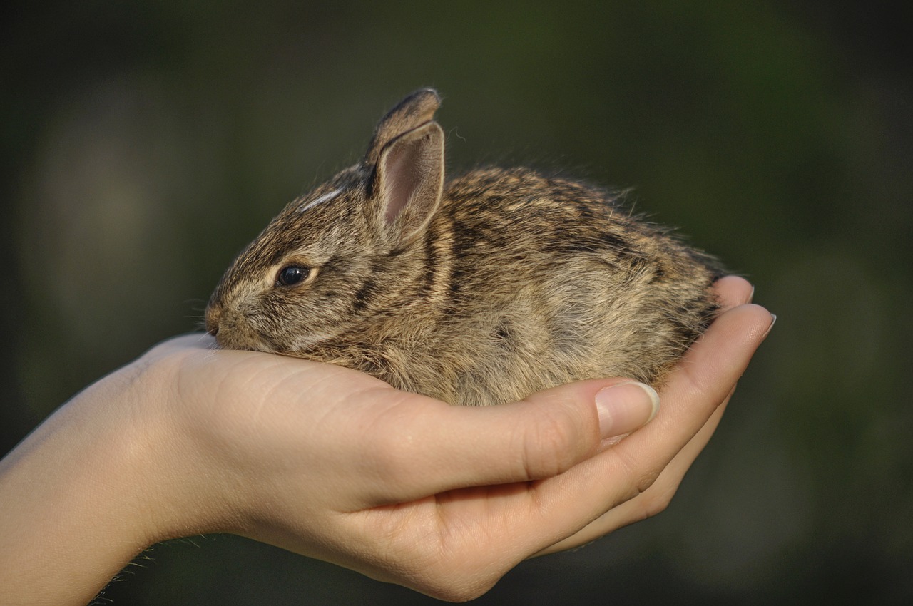 bunny  wild  nature free photo