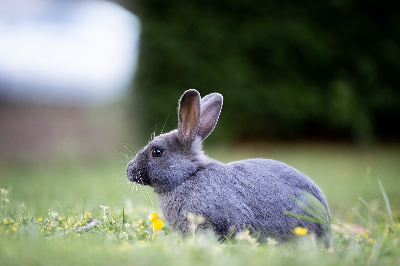 bunny  rabbit  grass free photo