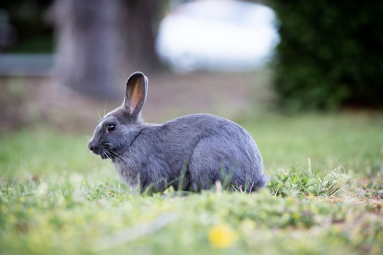 bunny  rabbit  grass free photo
