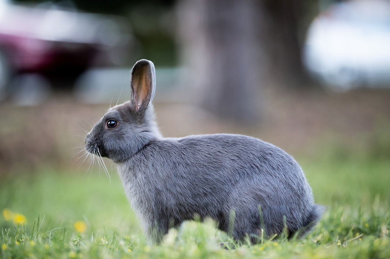 bunny  rabbit  grass free photo