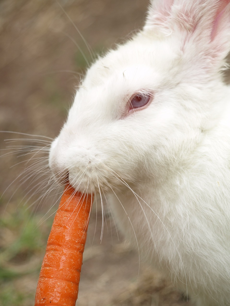 bunny carrot eat free photo