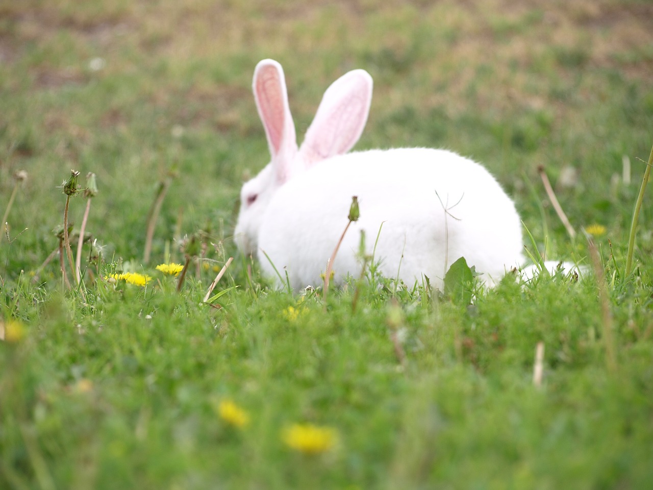 bunny grass rabbit free photo