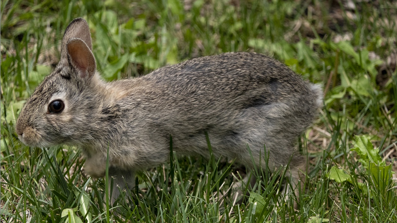bunny  rabbit  hare free photo