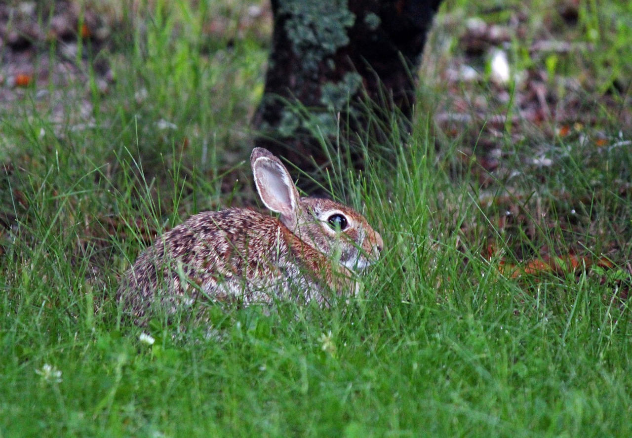 bunny rabbit nature free photo