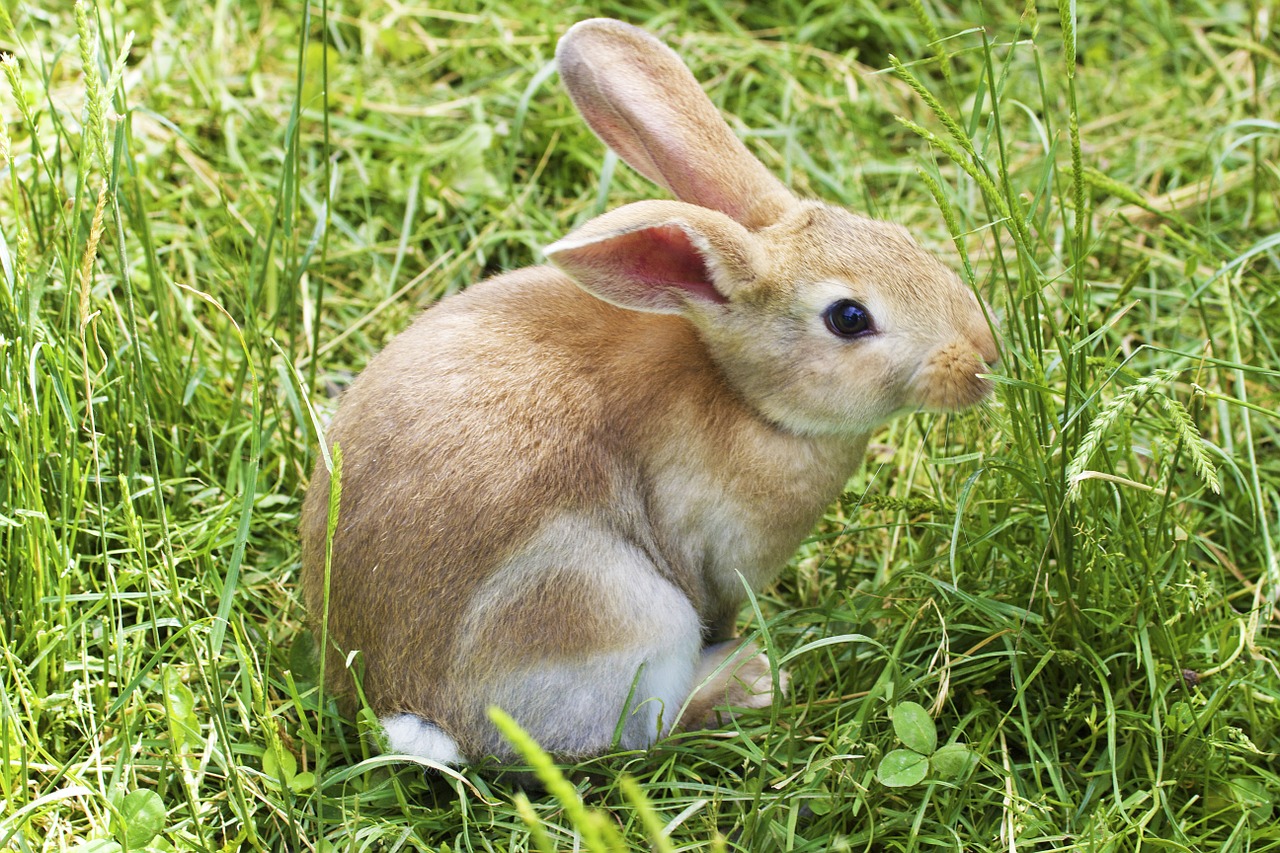 bunny rabbit easter free photo