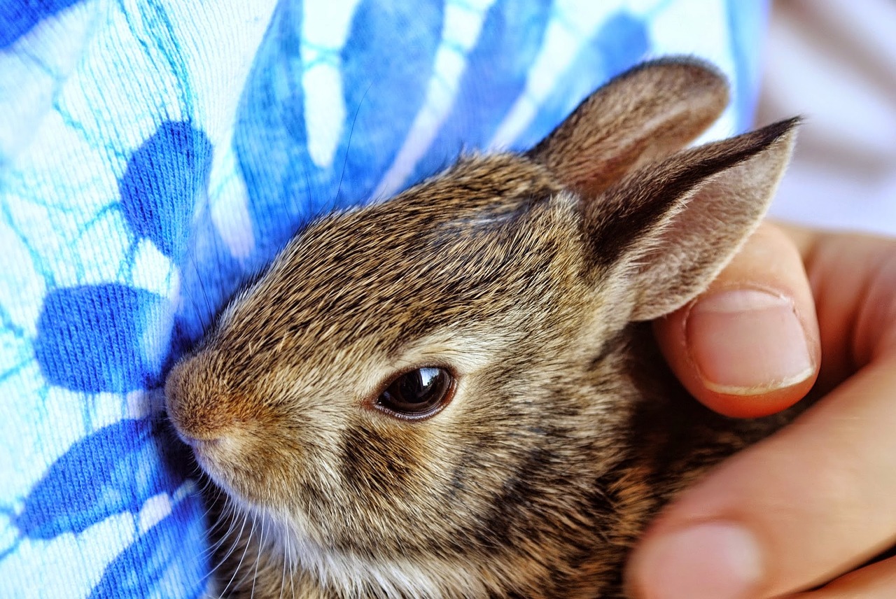 bunny baby bunny baby rabbit free photo