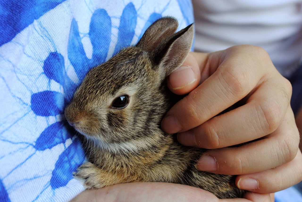 bunny baby bunny baby rabbit free photo