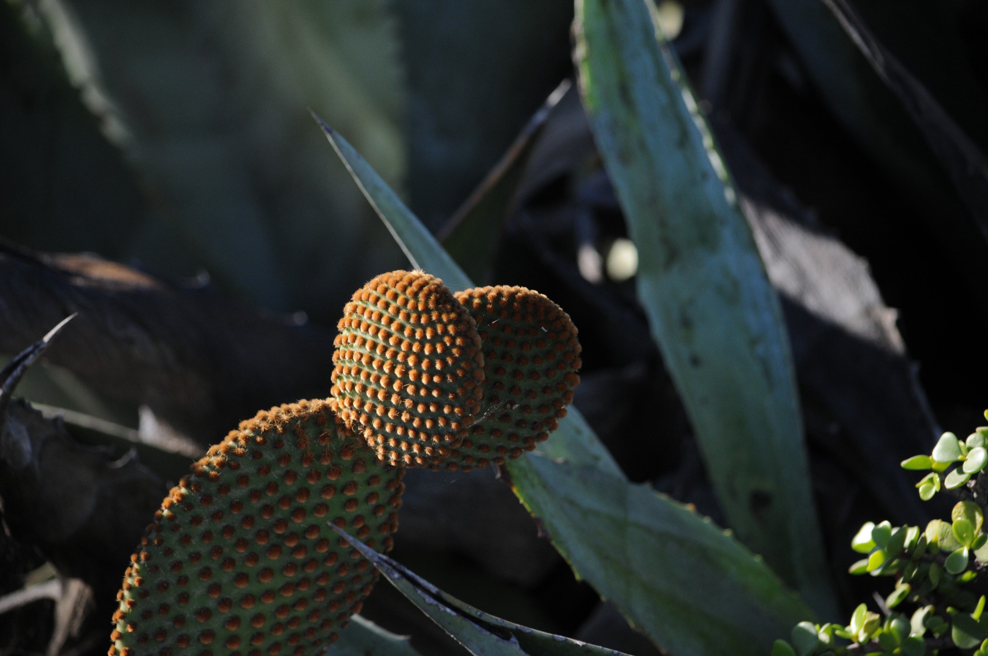 bunny ears cacti opuntia macrocentra cactus free photo