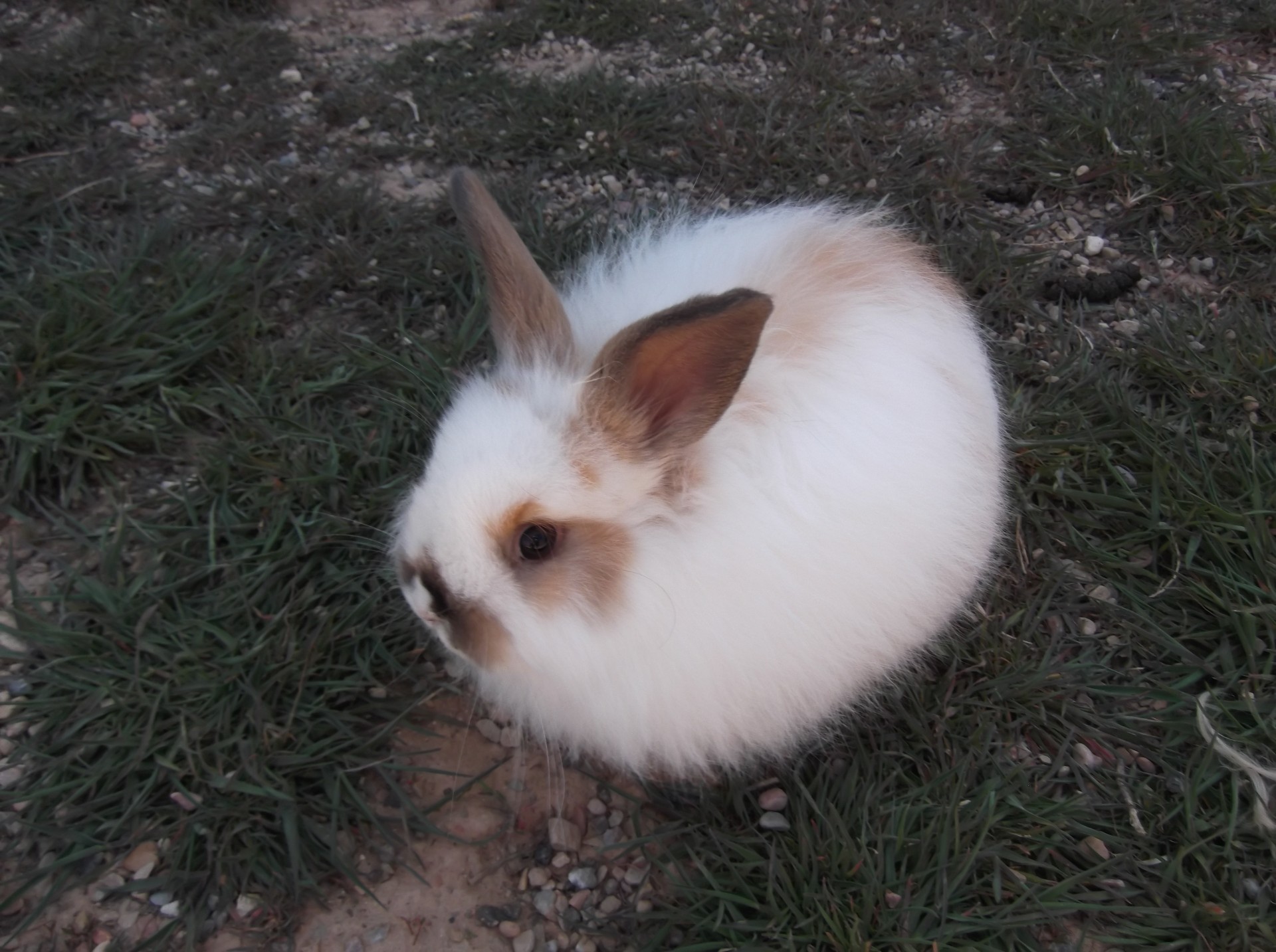 bunny rabbit fluffy free photo