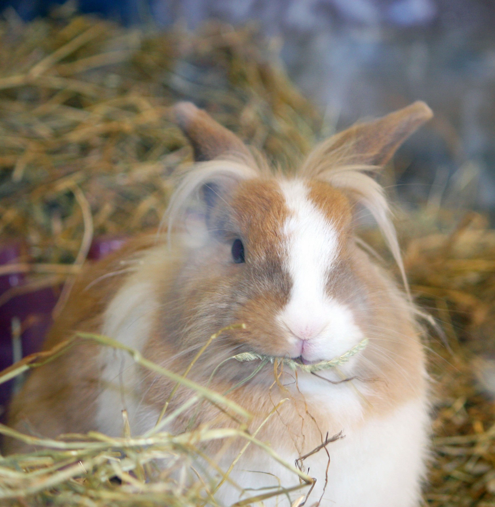 rabbit bunny pet free photo