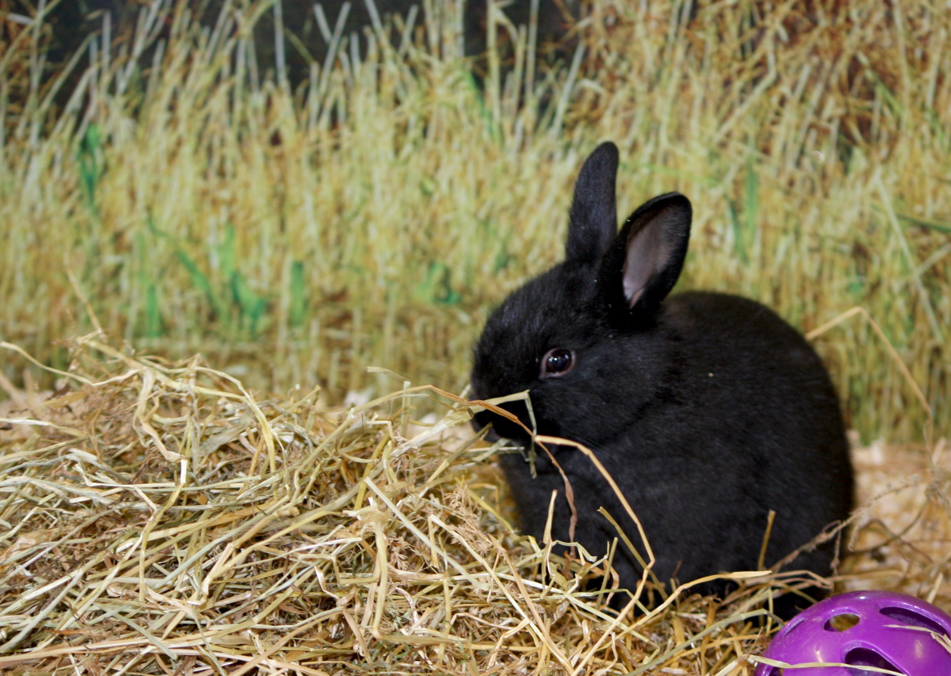 bunny rabbit cute free photo