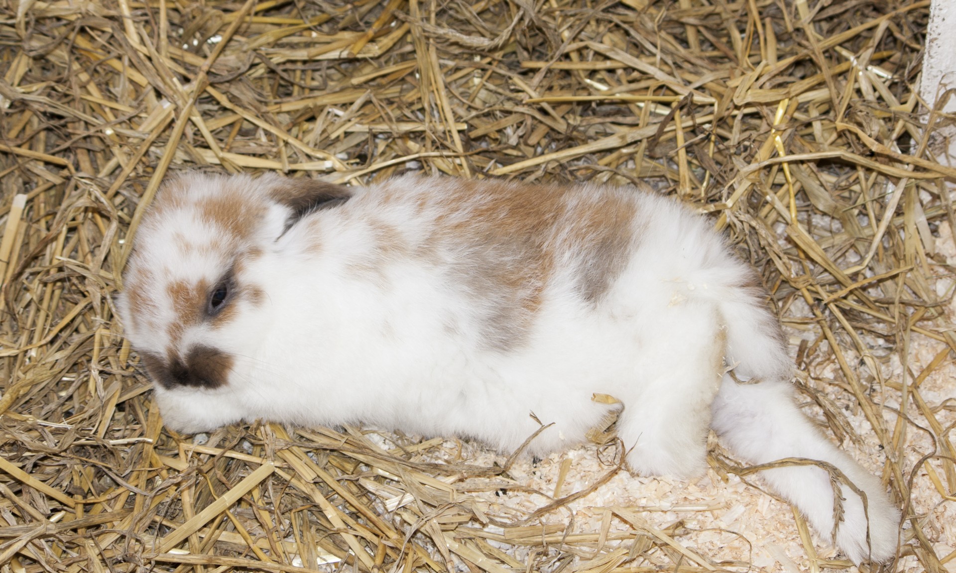 rabbit bunny bunnie free photo