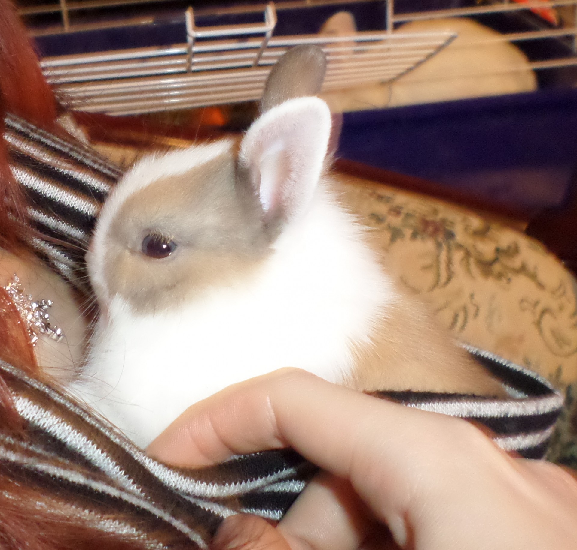 bunny rabbit dwarf free photo